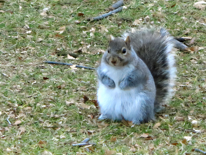 Somebody Say Something About Chubby Squirrels The Other Day? Meet Chips