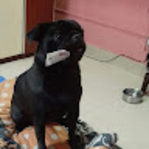 radhikasatyamurty avatar