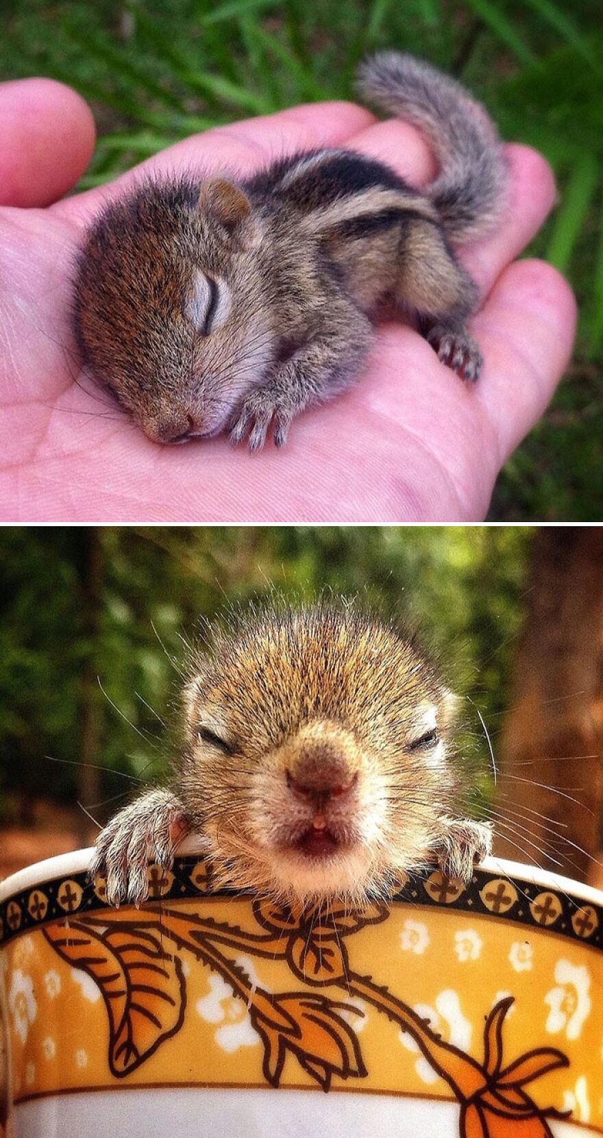 A baby squirrel sleeping in a human palm