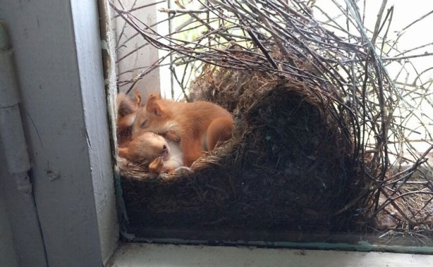 Squirrel Nest On The 4th Floor