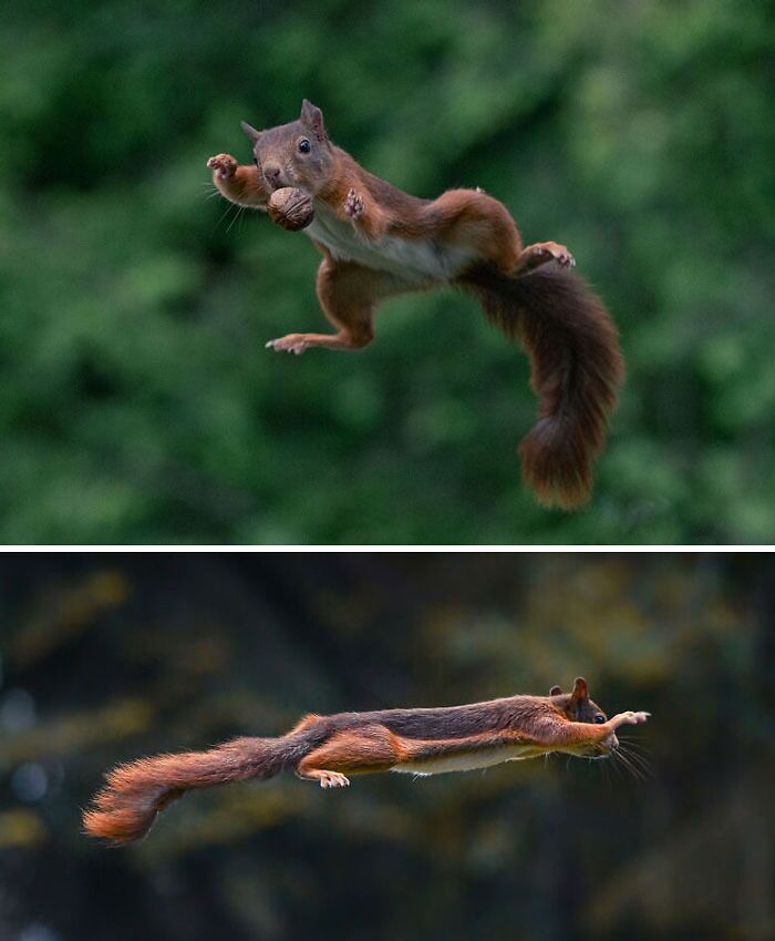 Photos of a jumping squirrel