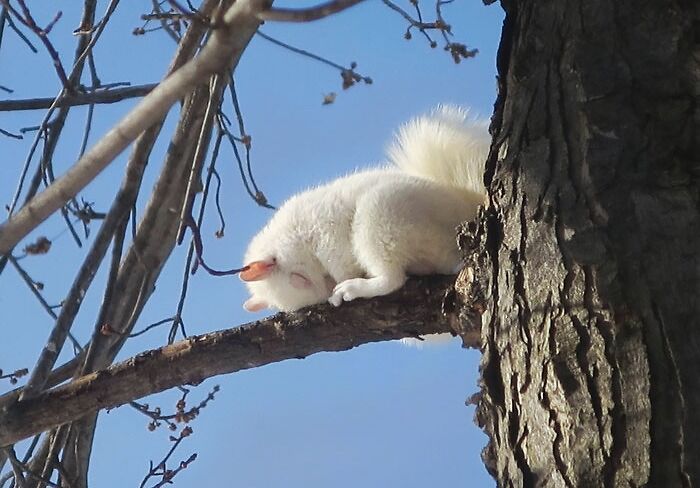 Albino squirrel sleeping on a branch