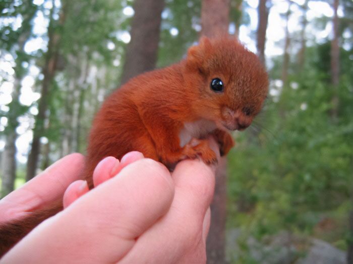 Photo of ginger squirrel sitting on a human hand