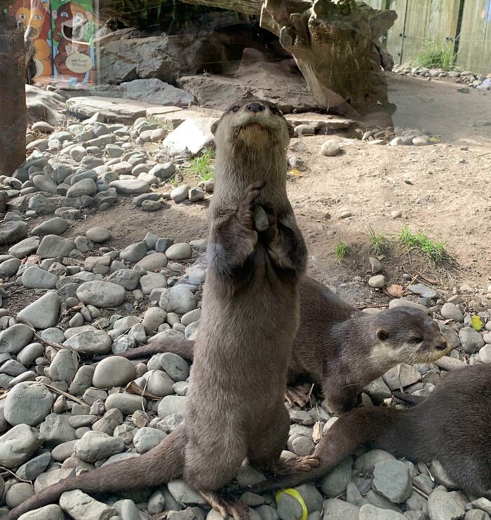 Otter Showing It's Pebble To Everyone