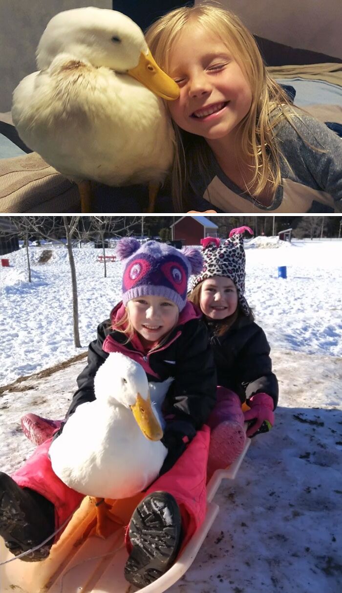 5-Year-Old Girl Has A Duck Best Friend Who Follows Her Everywhere And Thinks She’s His Mom