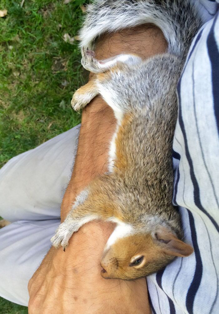 A squirrel lying down on human hand