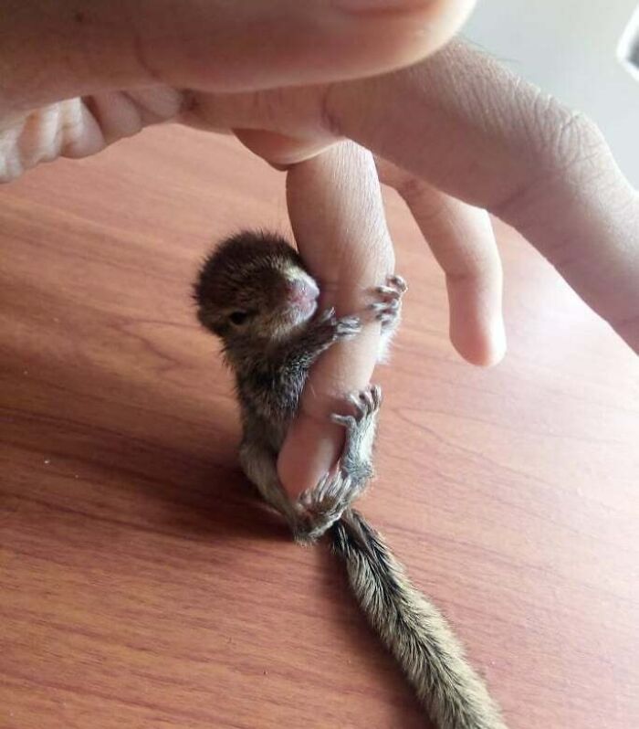 A baby squirrel hugging a human finger