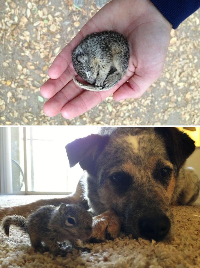 Photo of a rescued squirrel 