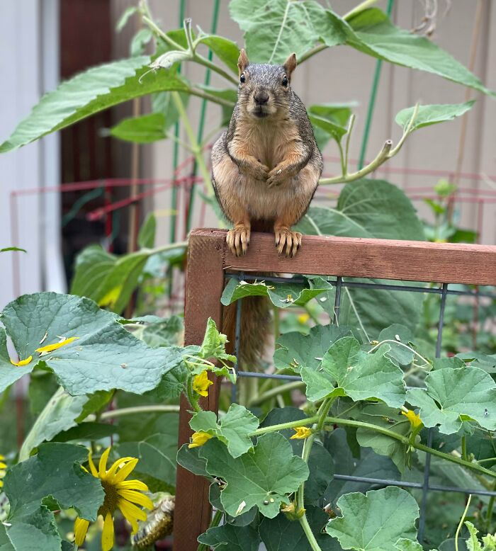 Wow You Grew All These Sunflowers For Me?