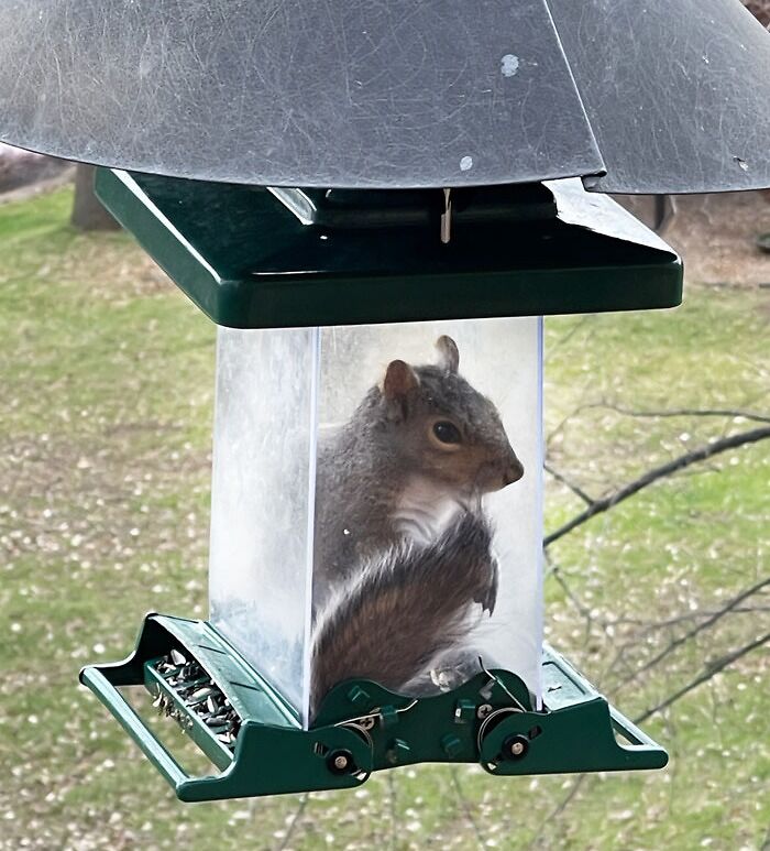 So, My Dad Recently Got A New Squirrel-Proof Bird Feeder