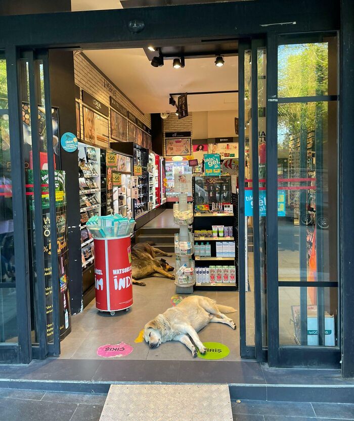 Human Lets Stray Dogs Sleep In His Store So They Can Cool Down In Hot Weather