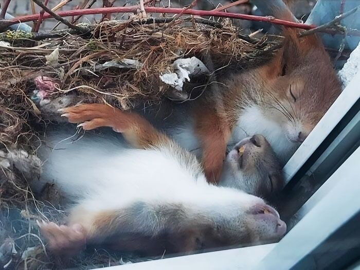 Squirrels sleeping in a nest on the window ledge