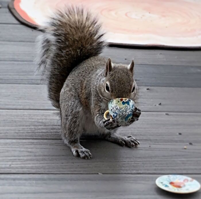 I Filled A Tiny Tea Cup With Some Walnuts For My Squirrel Friend