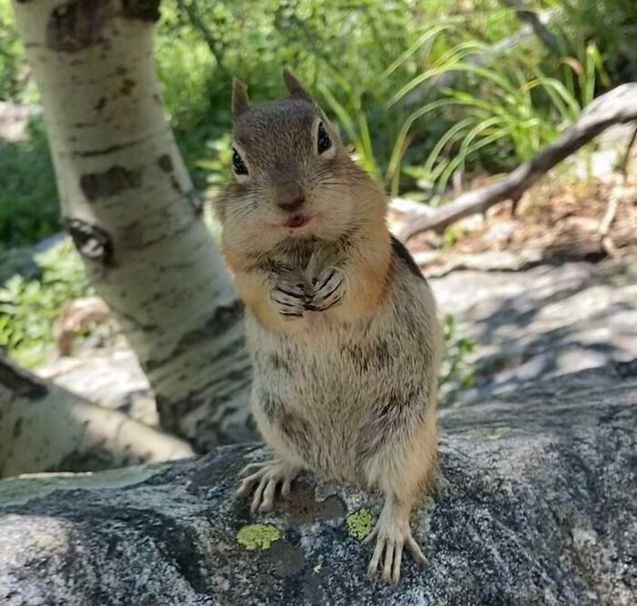 Golden Mantled Ground Squirrel After A Meal