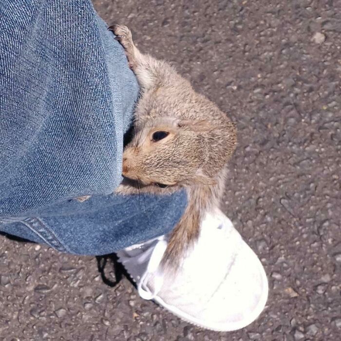 Trying To Take My Lunch Break But A Cute Young Squirrel Is Following Me Around, Climbing On Me And Trying To Get Into My Car