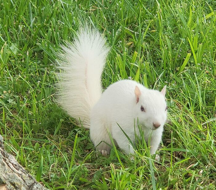 I Also Saw A White Squirrel