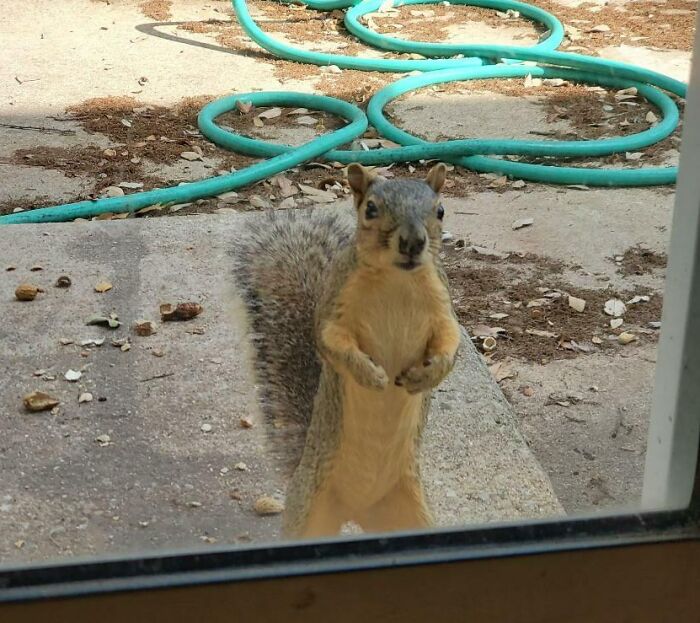 My Mom’s Fiancé Feeds The Squirrels In His Backyard. Here’s One Of His “Pets” Waiting For Its Nut