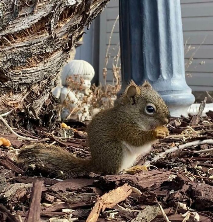 Baby Squirrel In My Backyard