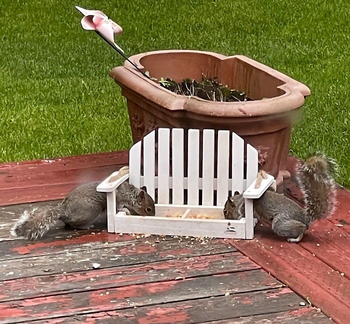 Our 2 New Baby Squirrels Sharing Their Food