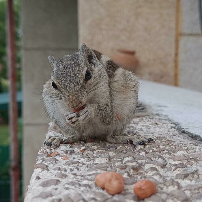 Name: Undecided. Occupation: Terrorizing Other Squirrels And Eating Peanuts