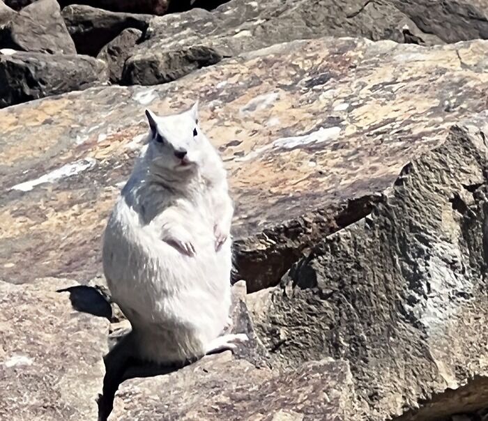 Frosty The Squirrel Man