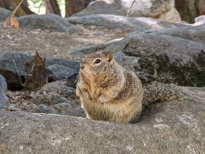 A Yosemite Squirrel