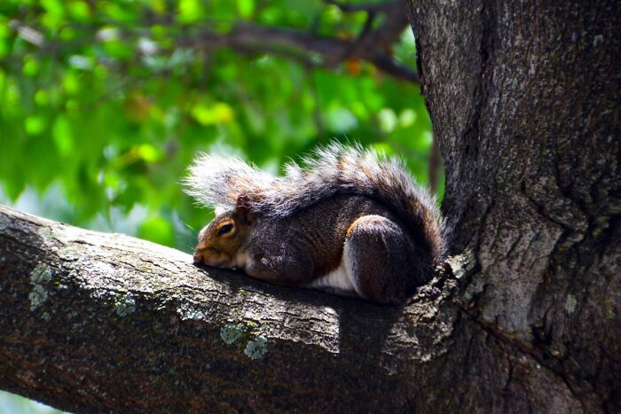 Just A Sleepy Squirrel