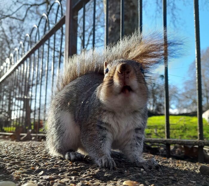 Adorable Squirrel Just Eating