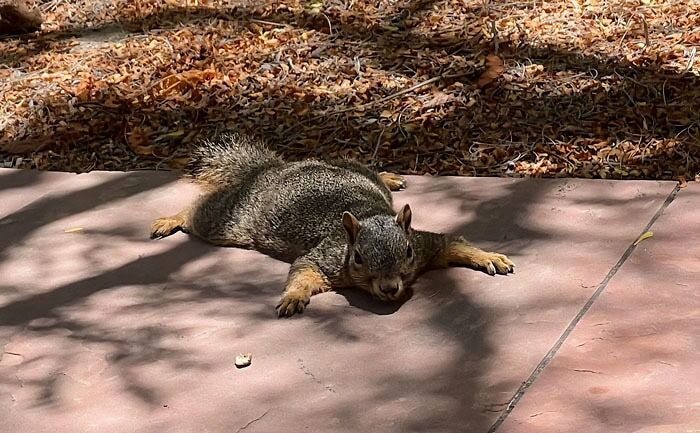 The Squirrels Outside My Work Seem Pretty Content