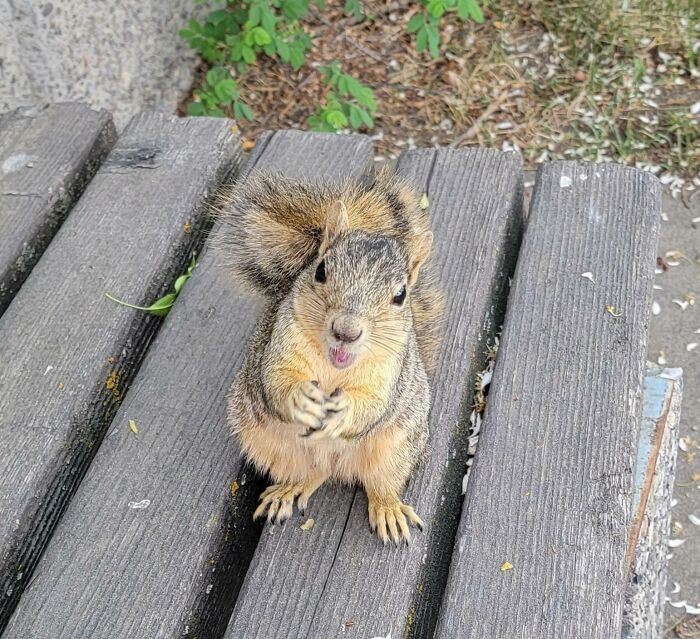 Friendly Work Squirrel Visiting Me On A Bench
