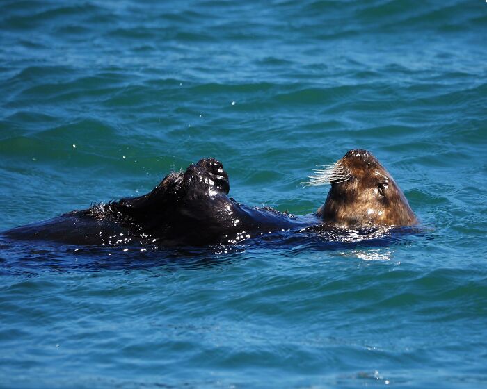 I Got To See Sea Otters