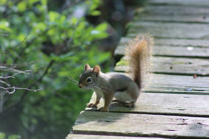 Baby Squirrel