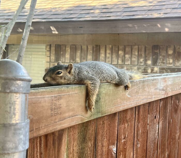 Squirrel-Friend Was Not Ready For The Jump Up To The 90s Today