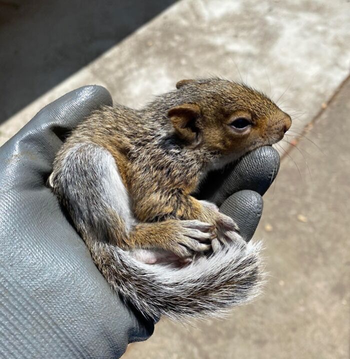 Rescued A Baby Squirrel This Weekend. Love These Little Critters