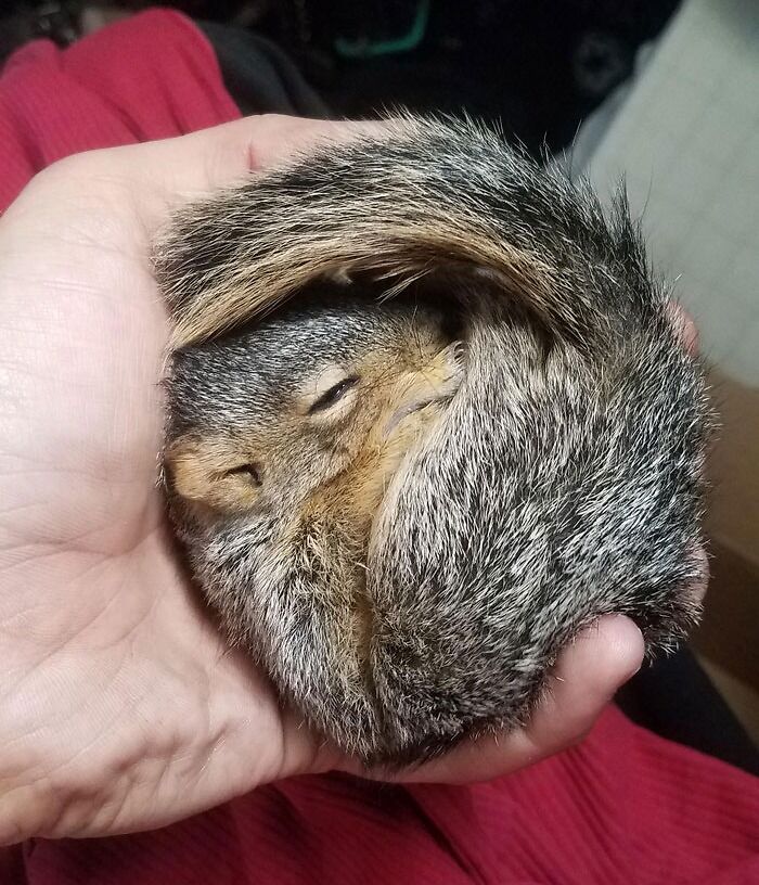 Guess I'm A Squirrel Dad Now