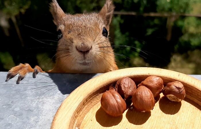 Squirrel Just Wants Some Nuts