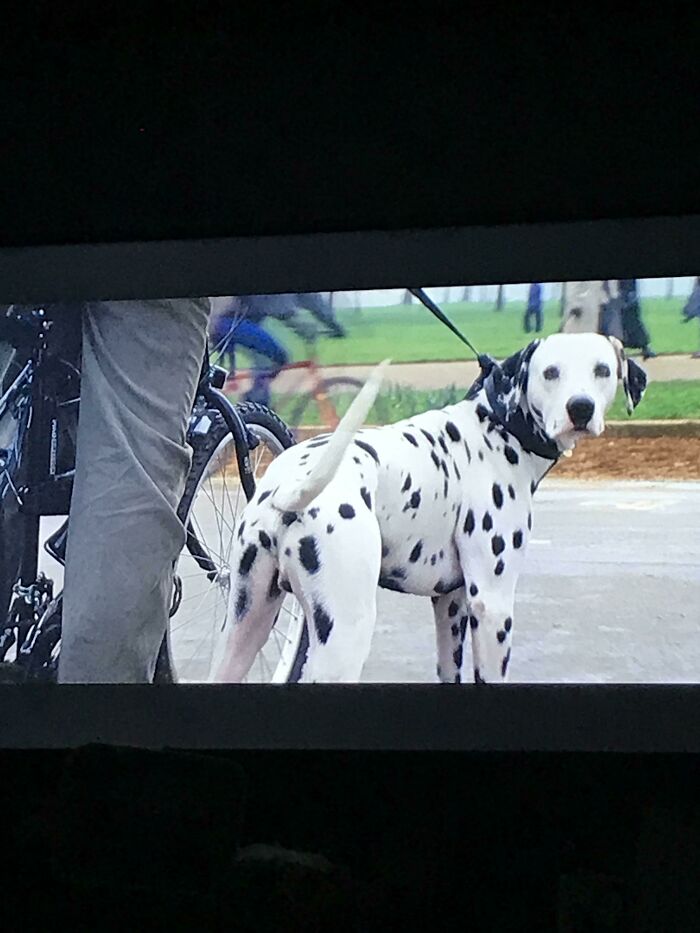 En la película 101 Dálmatas, Pongo, que está a punto de ser padre de 15 cachorros, es interpretado por un perro castrado