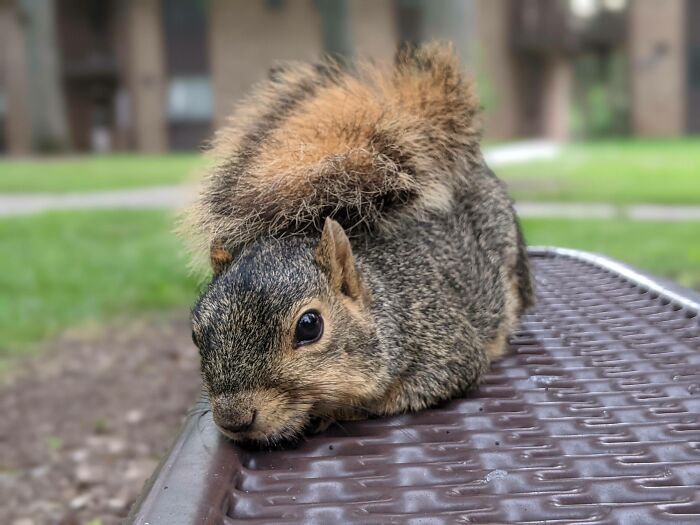 A Little Ball Of Fluff