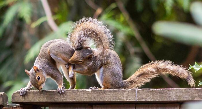 Leg Nibbling Is Squirrel Flirting