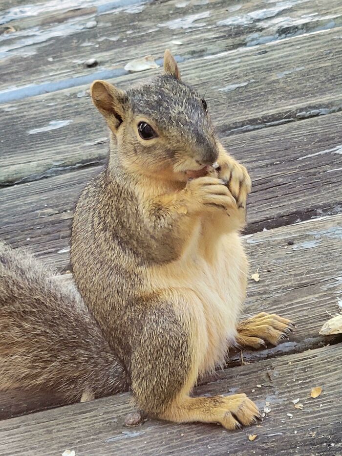 Mr. Squirrel Comes Here For Peanuts