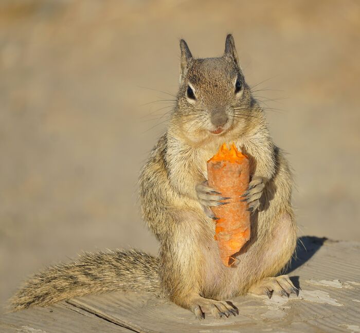 California Ground Squirrel Enjoying A Carrot It Swiped From A Horse