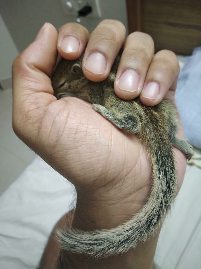 Small squirrel in a human hand