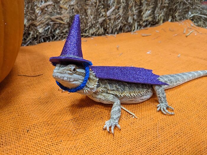 Our Little Wizard Lizard