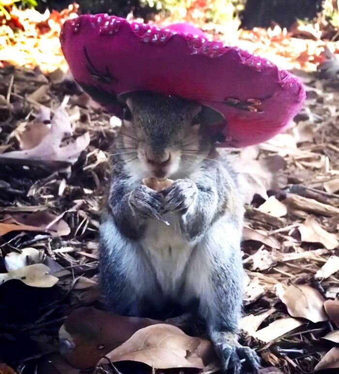 A squirrel with pink hat on her head
