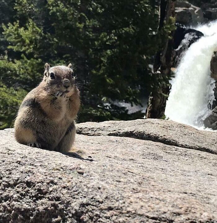 This Squirrel My Friend Photographed In Colorado