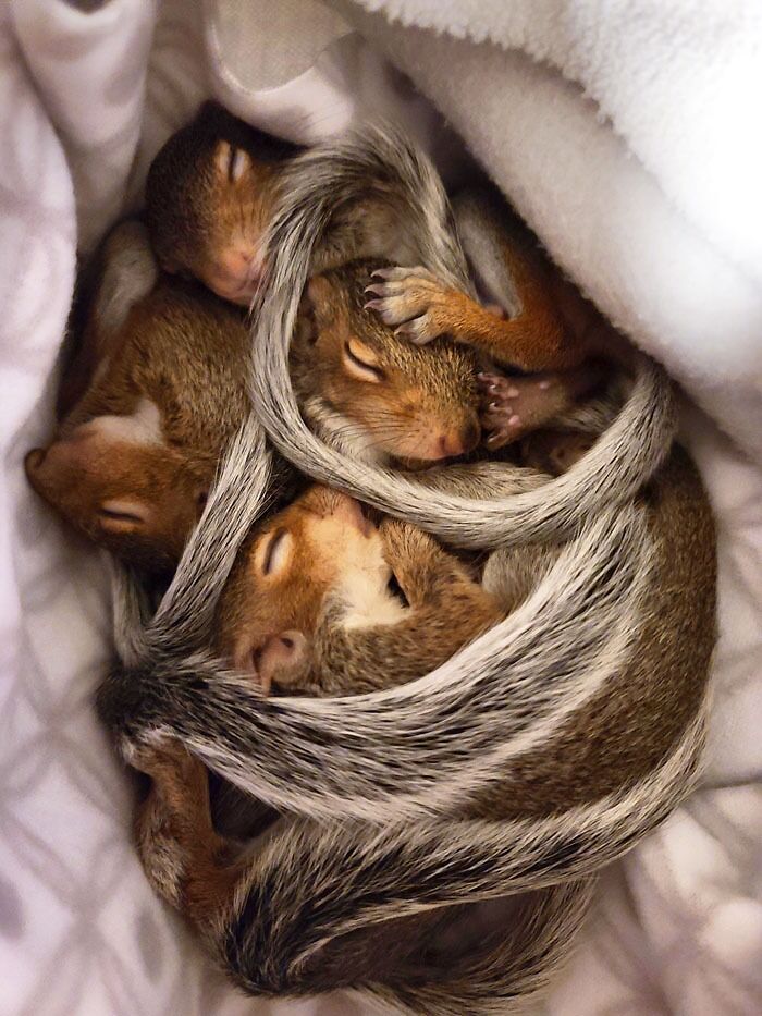 A pile of baby squirrels sleeping