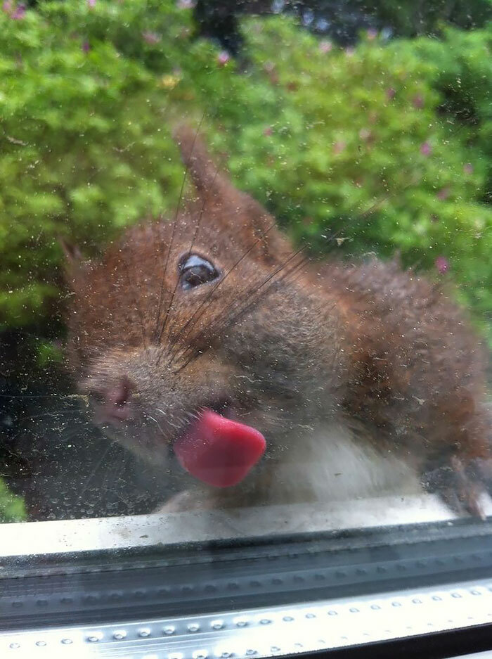 Squirrel licking a glass window