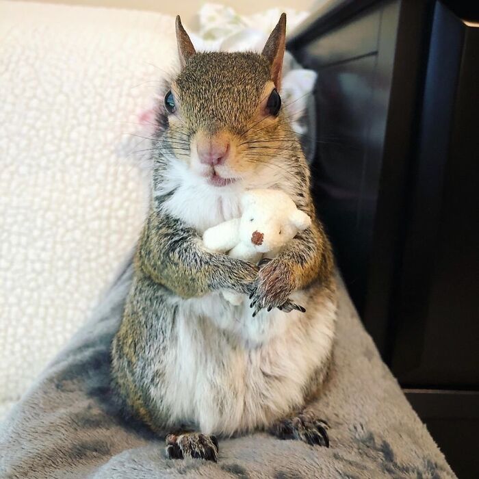 A squirrel holding plushy bear