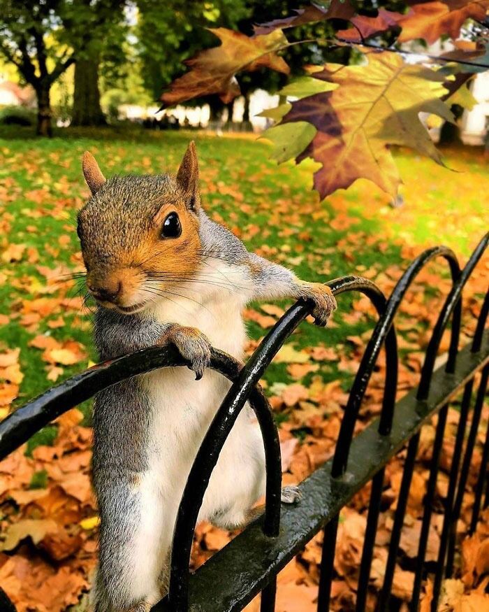 A Curious Squirrel