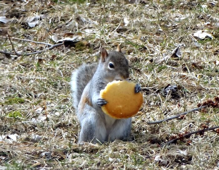 My Dad Made This Squirrel A Pancake